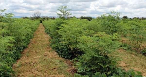 seva moringa source in maharashtra for export quality